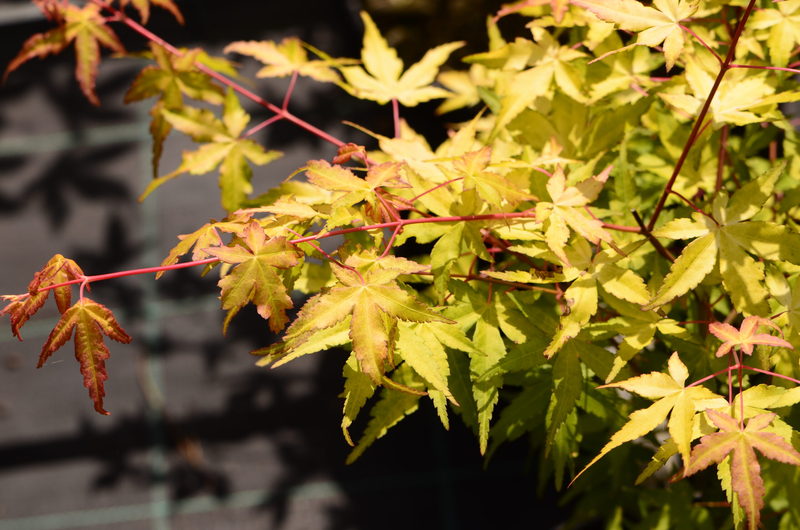 ACER PALM. SODE NISHIKI