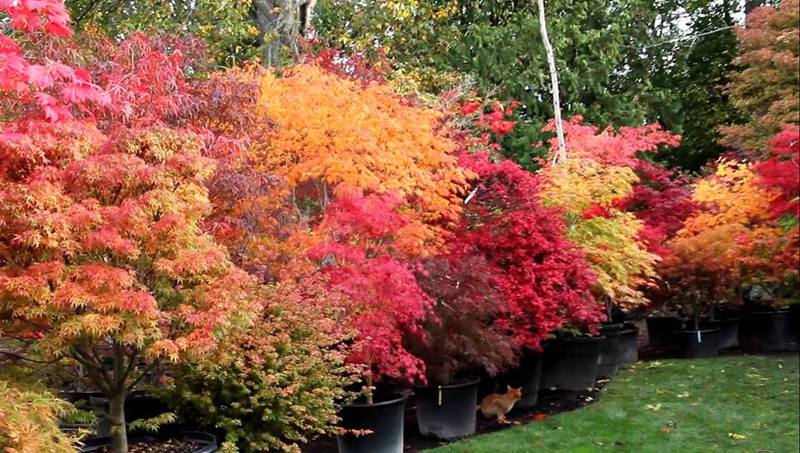 ACER PALMATUM SP.