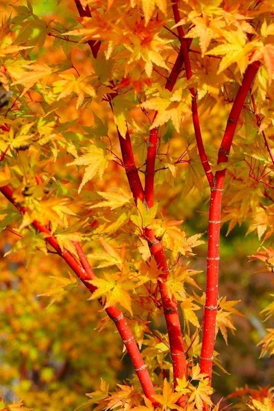 ACER PALMATUM SP.