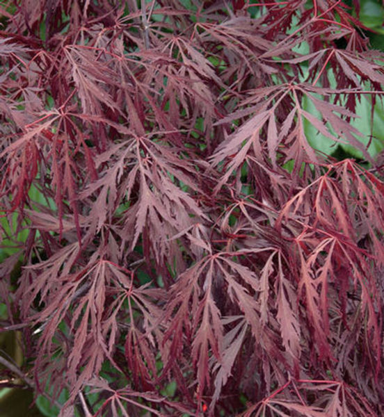 ACER PALM. TAMUKEYAMA
