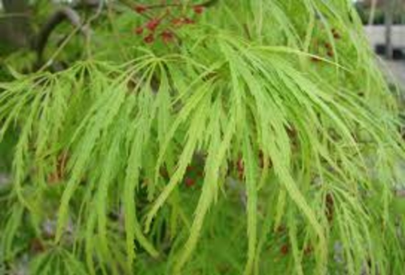 ACER PALM. VIRIDIS