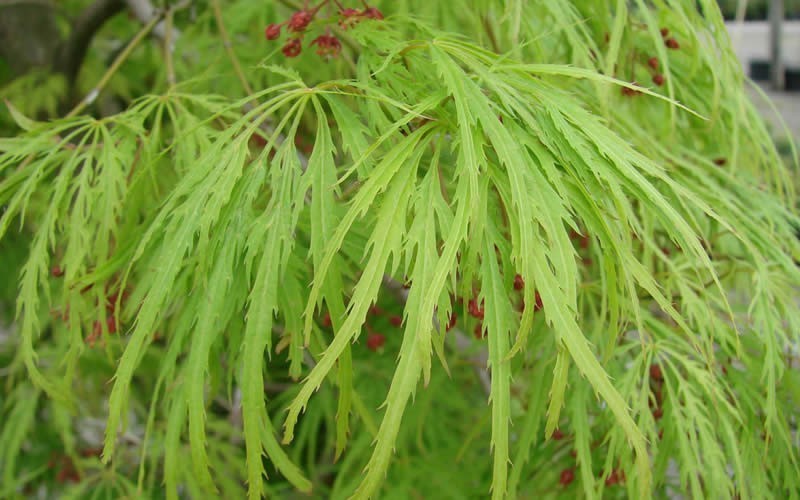 ACER PALM. VIRIDIS