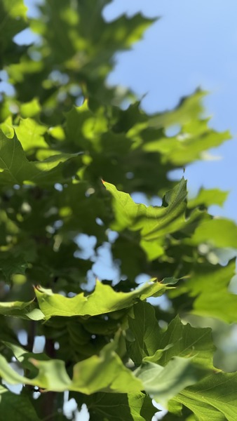 ACER PLAT. OLMSTED