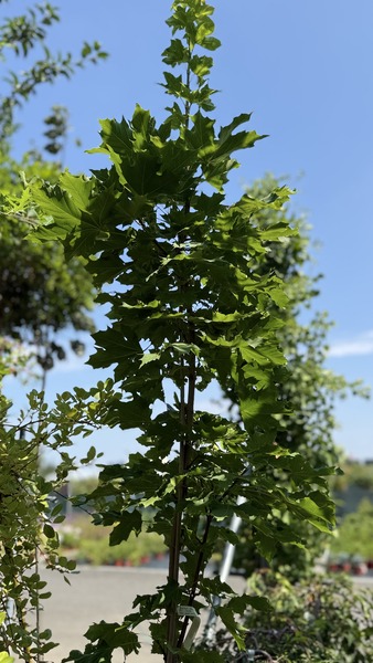 ACER PLAT. OLMSTED