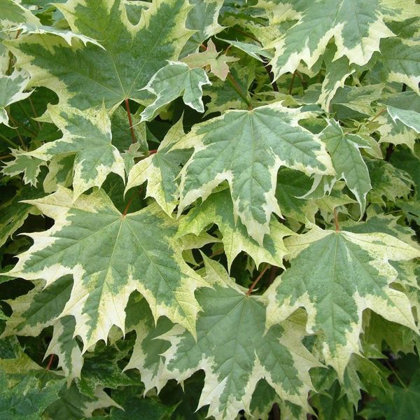 ACER PLAT. DRUMMONDII