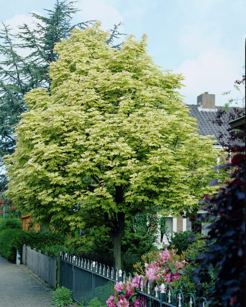 ACER PLAT. DRUMMONDII