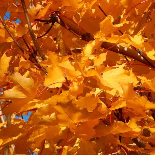 ACER PLAT. EMERALD QUEEN