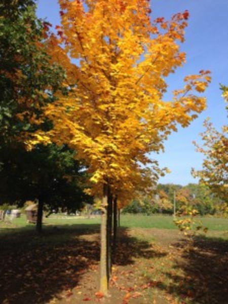 ACER PLAT. EMERALD QUEEN