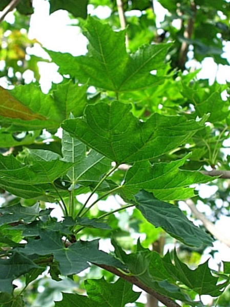 ACER PLAT. EMERALD QUEEN