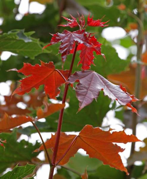 ACER PLAT. FAIRVIEW