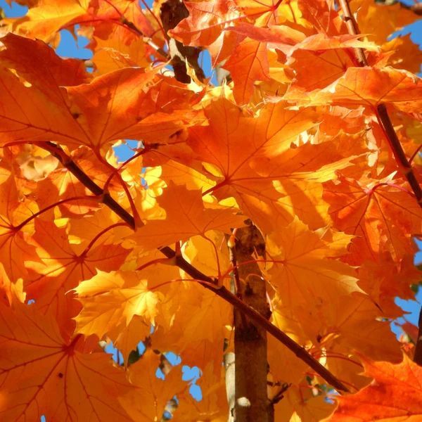 ACER PLAT. PRINCETON GOLD