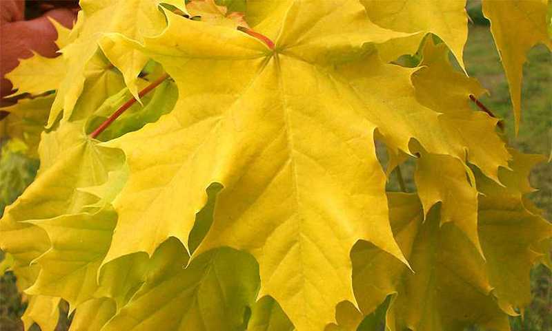 ACER PLAT. PRINCETON GOLD
