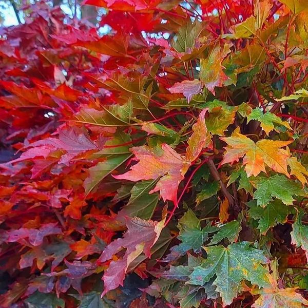 ACER PLAT. CRIMSON SENTRY