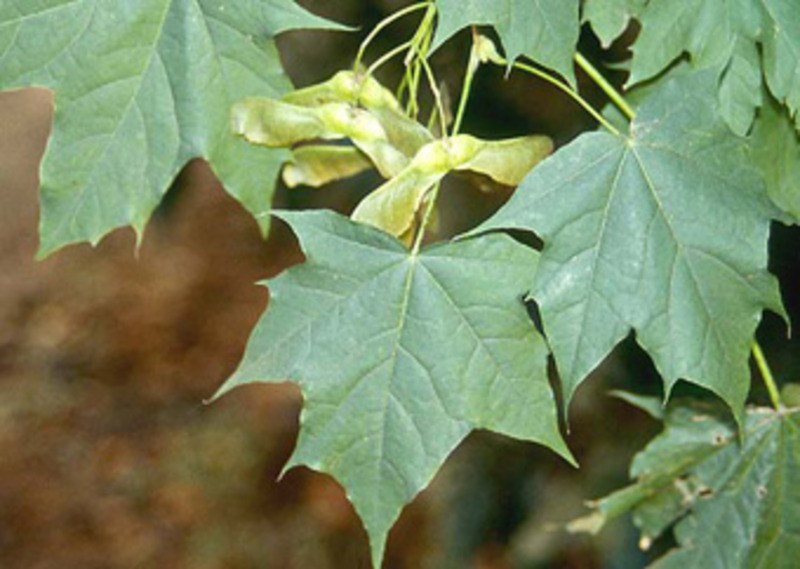 ACER PLATANOIDES