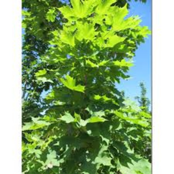 ACER PLAT. COLUMNARE