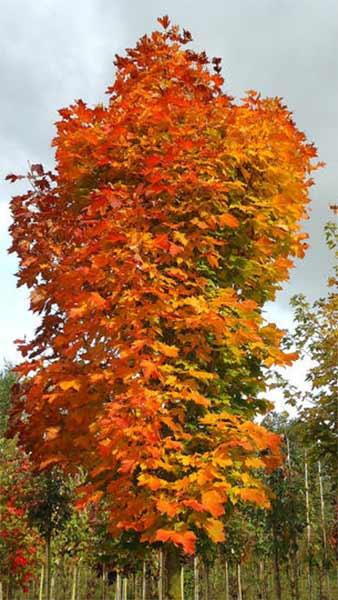 ACER PLAT. COLUMNARE