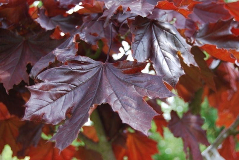 ACER PLAT. CRIMSON KING