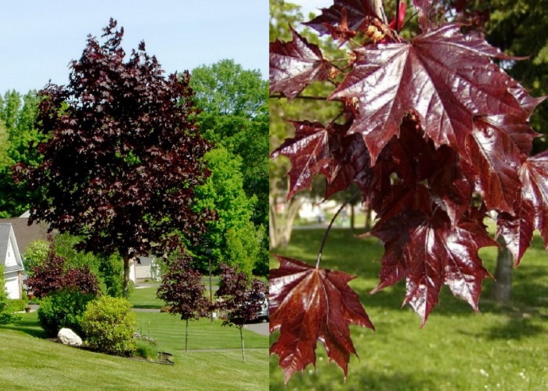 ACER PLAT. CRIMSON KING