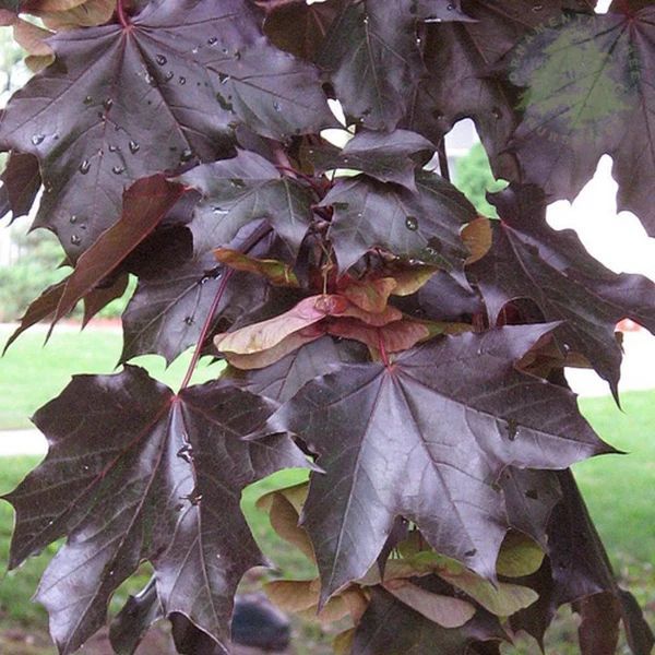 ACER PLAT. CRIMSON KING