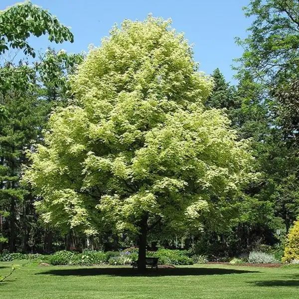 ACER PLAT. DRUMMONDII