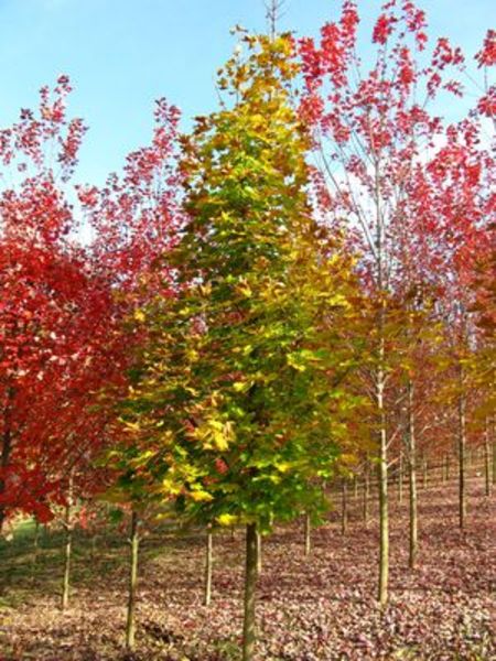 ACER PLAT. EMERALD QUEEN