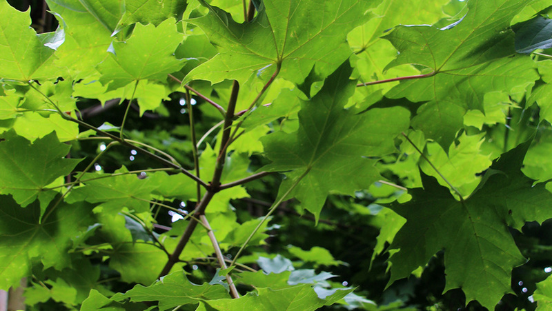 ACER PLAT. EMERALD QUEEN