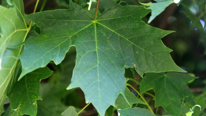 ACER PLAT. GLOBOSUM