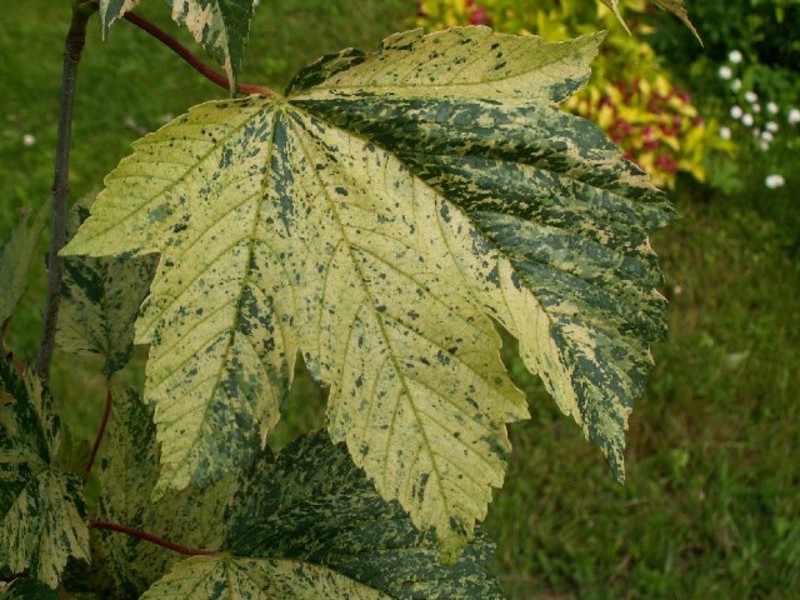 ACER PSEUDOPL. NIZETTI
