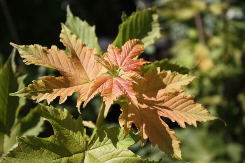 ACER PSEUD. PINK PUGET