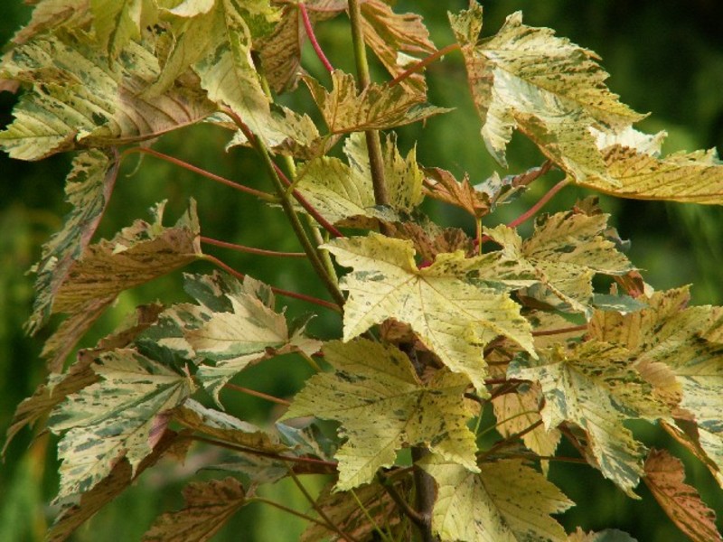 ACER PSEUDOPL. NIZETTI