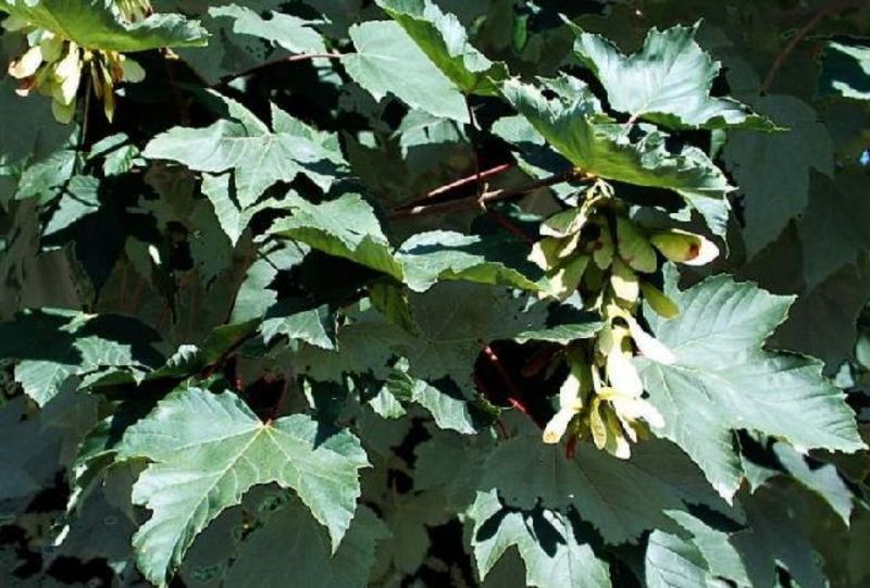 ACER PSEUDOPL. NEGENIA