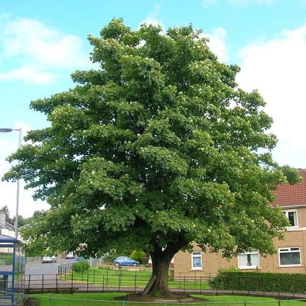 ACER PSEUDOPLATANUS