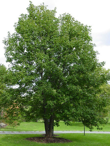 ACER PSEUDOPLATANUS