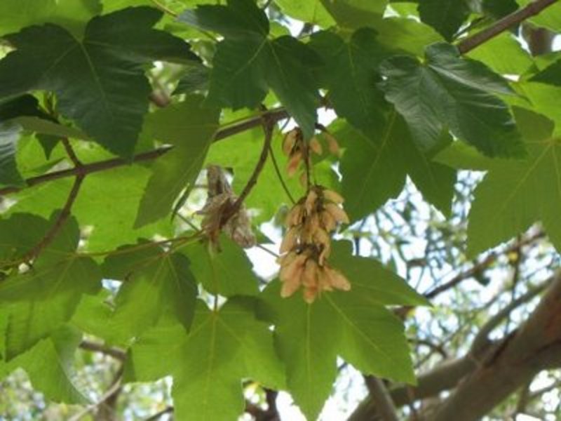 ACER PSEUDOPLATANUS