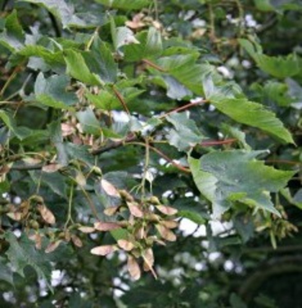 ACER PSEUDOPL. NEGENIA