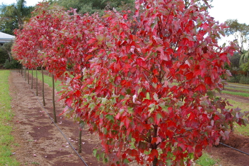 ACER RUBRUM FAIRVIEW FLAME