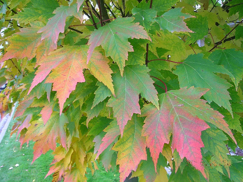ACER RUBRUM