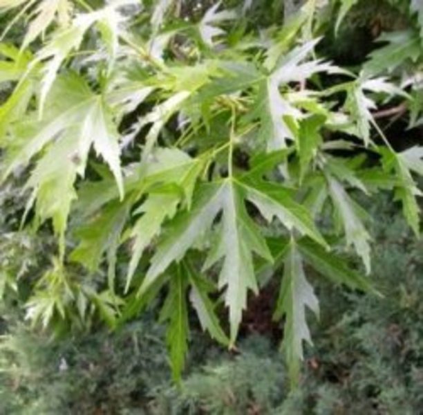 ACER SACCHARINUM WIERII