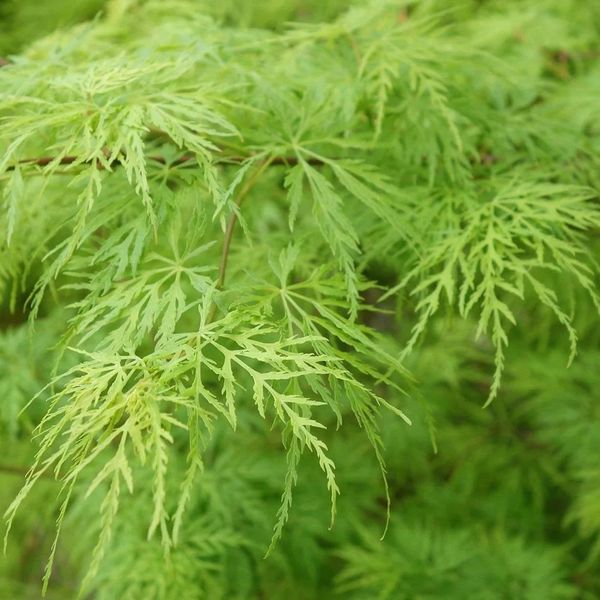 ACER PALM. DISS. VIRIDIS