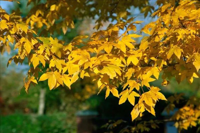 ACER X ZOESCHENE ANNAE