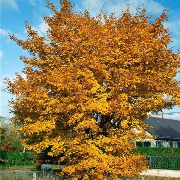 ACER X ZOESCHENE ANNAE