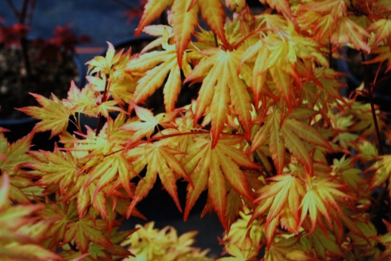 ACER PALM. ORANGE DREAM