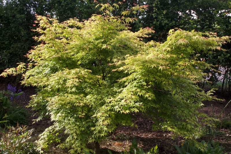 ACER PALM. KATSURA