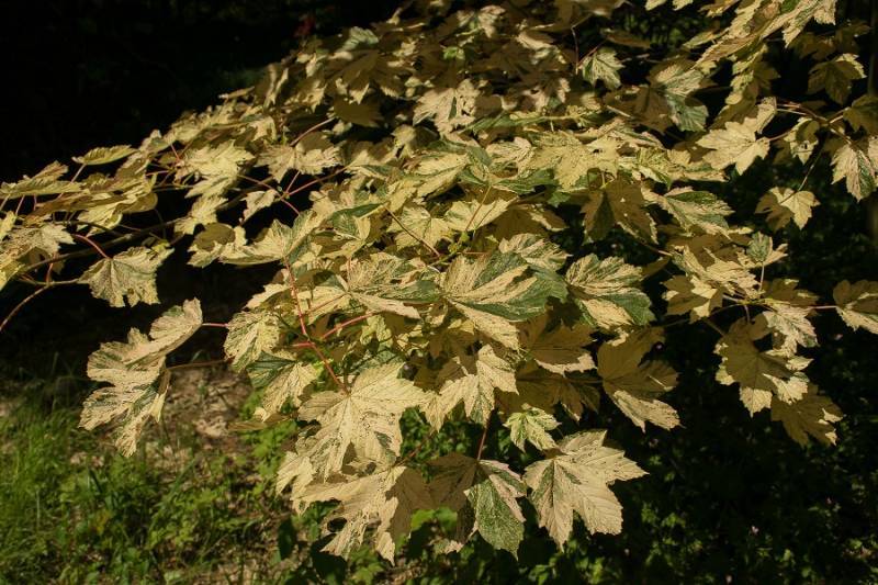 ACER PSEUDOPL. NIZETTI