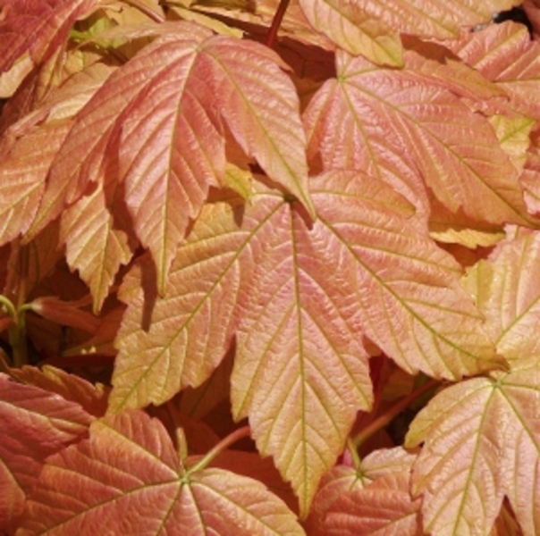 ACER PSEUDOPL. BRILLANTISSIMUM