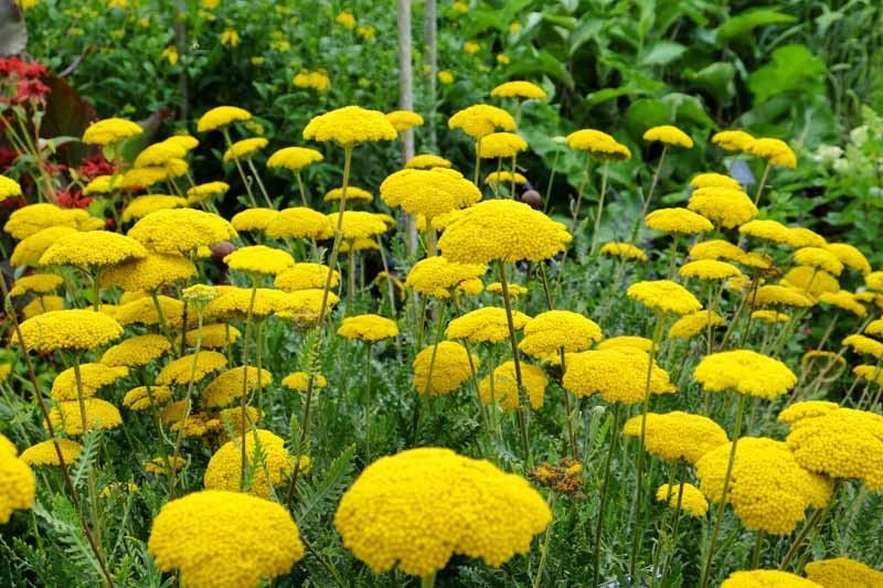 ACHILLEA FILIP. CLOTH OF GOLD