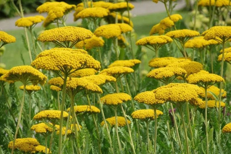 ACHILLEA FIL. CORONATION GOLD