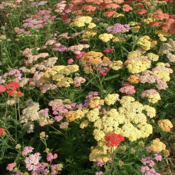 ACHILLEA MILL. COLORADO