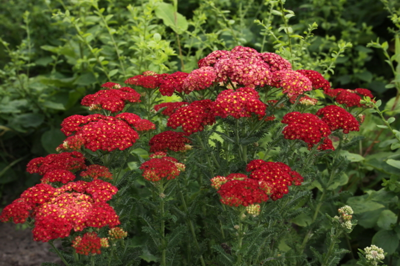 ACHILLEA MILL. RED VELVET