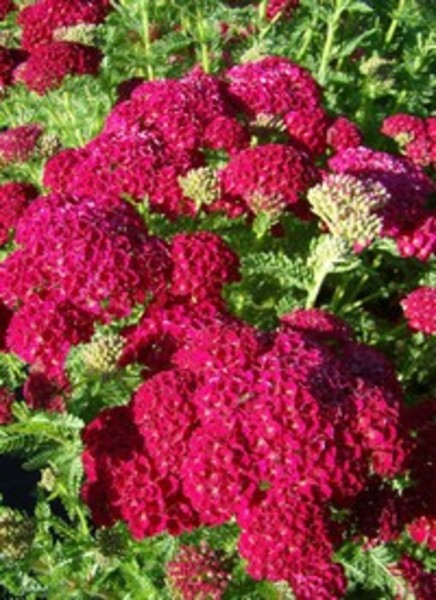 ACHILLEA MILL. TUTTI FRUTTI